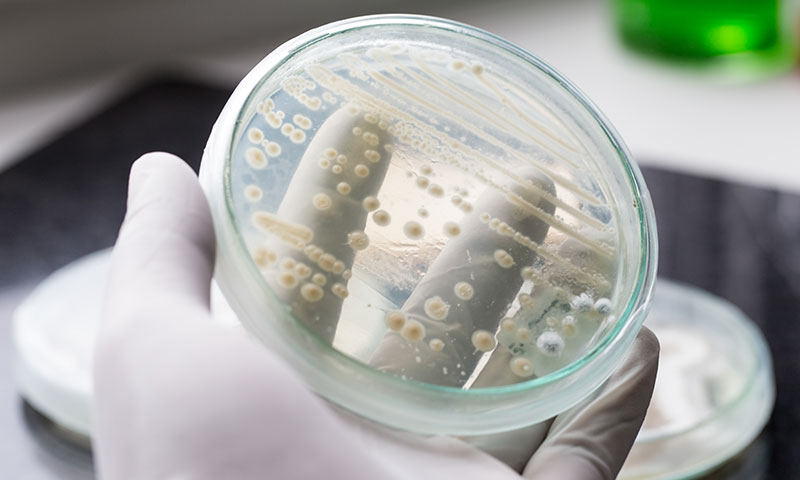 Main Content Intro Image